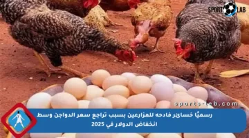 رسميًا خسائر فادحة للمزارعين بسبب تراجع سعر الدواجن وسط انخفاض الدولار في 2025
